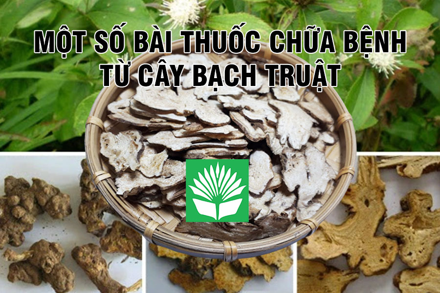 Một số bài thuốc chữa bệnh từ cây bạch truật